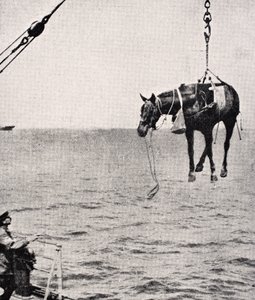 Transferência de cavalo de navio para terra no Golfo Pérsico, 1915, de &39;The War Illustrated Album deLuxe&39;, publicado em Londres, 1916 de English School